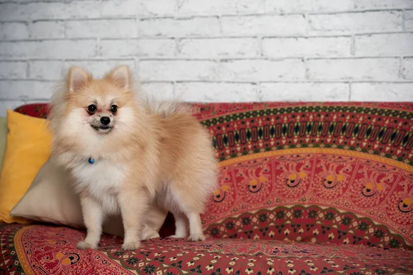 Cute Little Pomeranian Spitz Standing Sofa — Stock Photo, Image