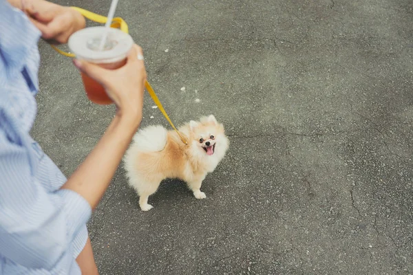 Kvinna Dricker Iste Och Promenader Med Hund Koppel — Stockfoto
