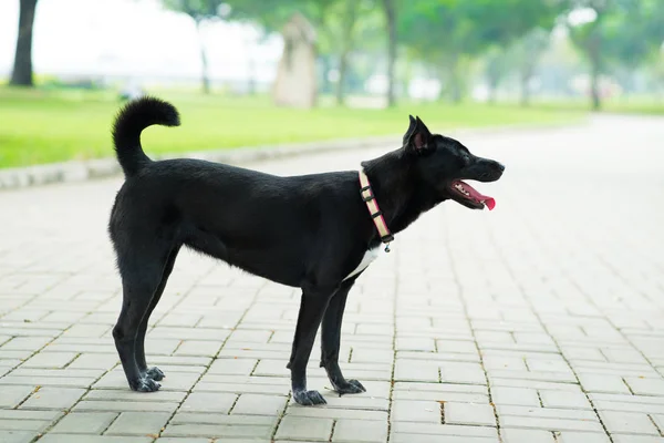 Black Dog Collar Standing Pavement — Stock Photo, Image
