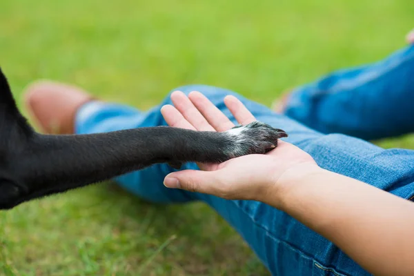 Close Beeld Van Honden Paw Aan Kant Van Zijn Eigenaar Rechtenvrije Stockafbeeldingen