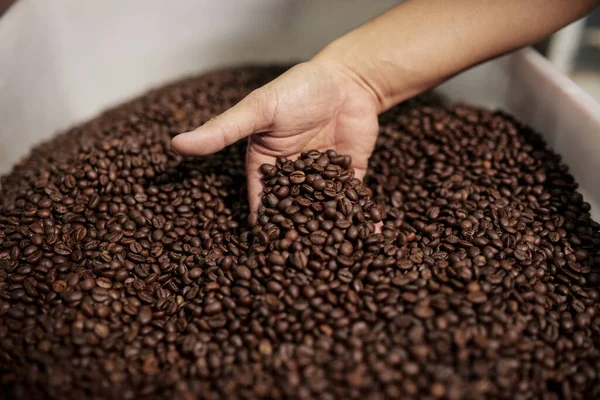 Hand of person mixing roasted coffee beans in plastic container