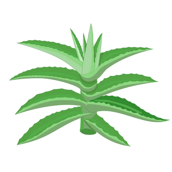 Enkel grön aloe vera växtvektor med kontur — Stock vektor