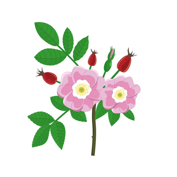 Bukiet z gałęzi kwitnienia Dzika róża z jagód na białym tle. Etykieta z Dzika róża na białym tle. Ilustracja wektorowa. — Wektor stockowy