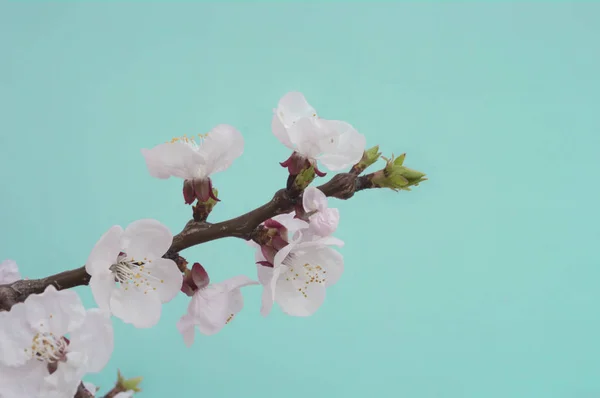 月に桜の花の咲く — ストック写真