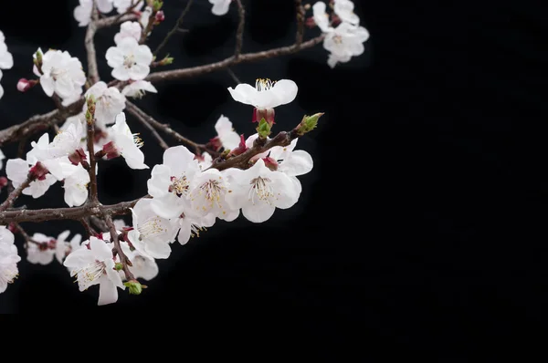 Fiori Ciliegio Hanno Cominciato Fiorire Nel Mese Aprile — Foto Stock