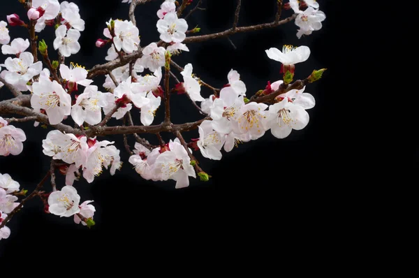 Cseresznyevirág Elkezdték Áprilisban Virágzik — Stock Fotó