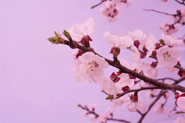 Fiori Ciliegio Hanno Cominciato Fiorire Nel Mese Aprile — Foto Stock