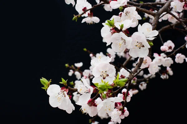 桜の花は 月に咲き始めています — ストック写真