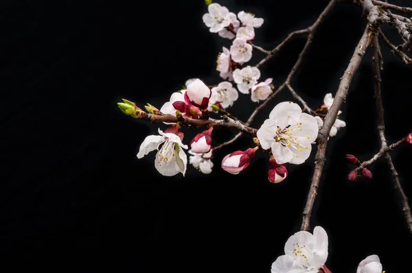 桜の花は 月に咲き始めています — ストック写真