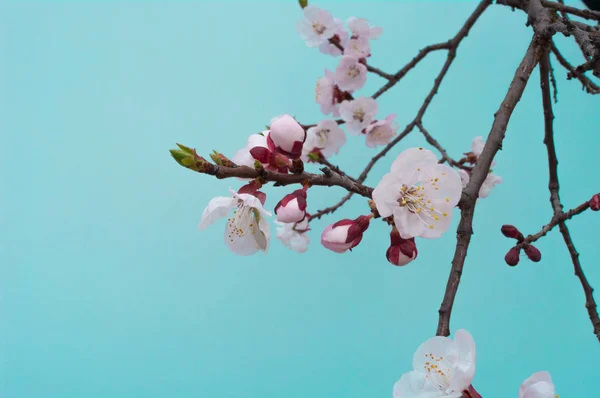 Cseresznyevirág Elkezdték Áprilisban Virágzik — Stock Fotó