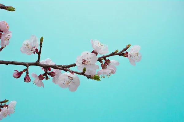 Flor Cerejeira Começaram Florescer Abril — Fotografia de Stock