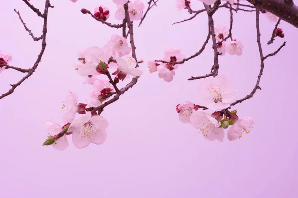 Cherry Blossom Har Börjat Blomma April — Stockfoto