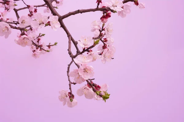 桜の花は 月に咲き始めています — ストック写真