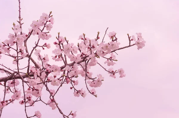 桜の花は 月に咲き始めています — ストック写真