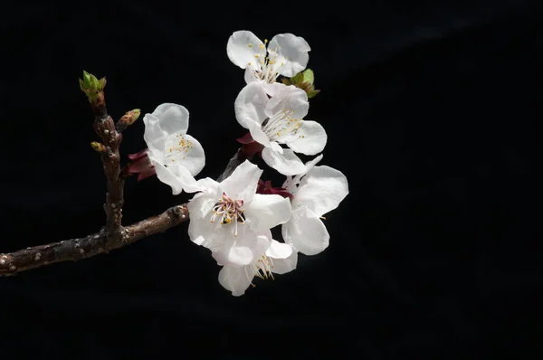 Flor Cerejeira Começaram Florescer Abril — Fotografia de Stock