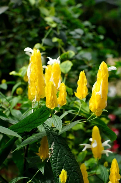Pachystachys Lutea Planta Camarones Oro —  Fotos de Stock
