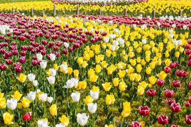Güzel sarı kırmızı beyaz Lale Mayıs ayında yakın çekim