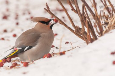 İpekkuyruk rowanberries keyif alıyor