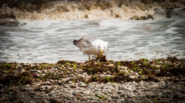 Mouette Trouvé Mollusque Sur Rivage Après Une Tempête Mai 2016 — Photo