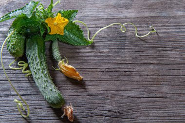 Çalının içinden koparılmış taze, doğal salatalıklar. Gri ahşap bir arka planda. Yakın plan. Metin için yer.