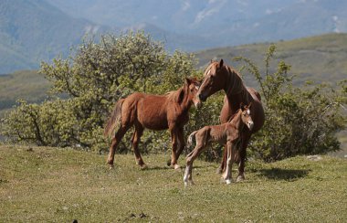 özgürlük bizim bildiğimiz