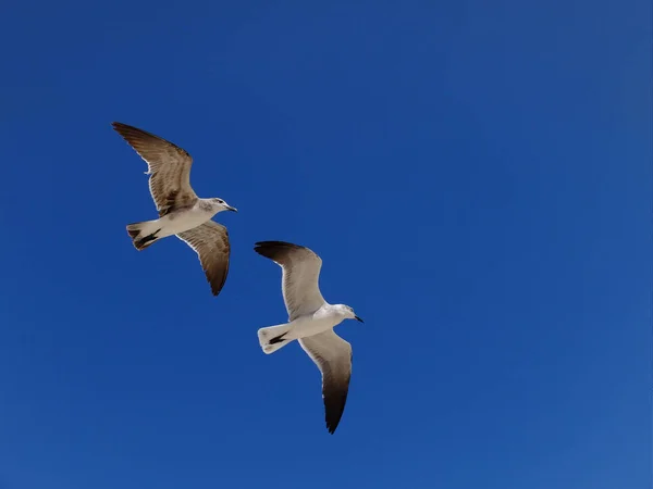 Look See Freedom — Stock Photo, Image