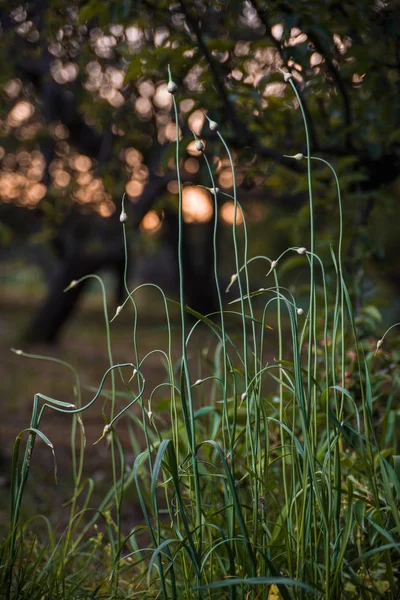 Plantas Primavera Jardim — Fotografia de Stock