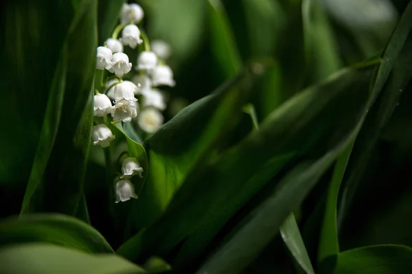 Les Plantes Printemps Dans Jardin — Photo