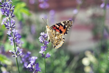 summer butterfly sitting on a purple flower
