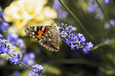 summer butterfly sitting on a purple flower