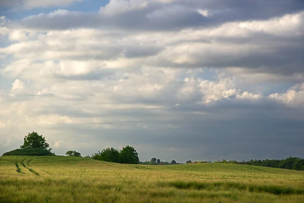 Spring Green Fields Ears — Stock Photo, Image