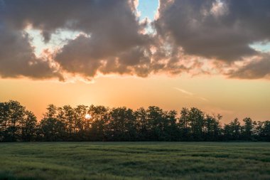 Kulaklı bahar yeşili tarlalar