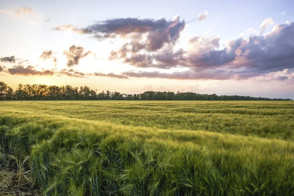 Spring Green Fields Ears — Stock Photo, Image