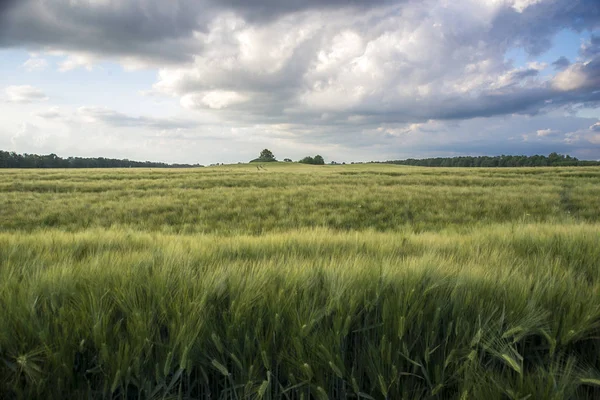 Spring Green Fields Ears — Stock Photo, Image