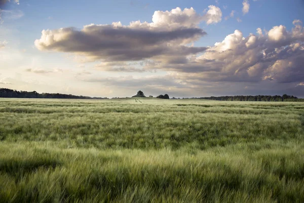 Spring Green Fields Ears — Stock Photo, Image