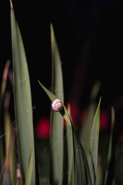 Little Snail Night Garden — Stock Photo, Image