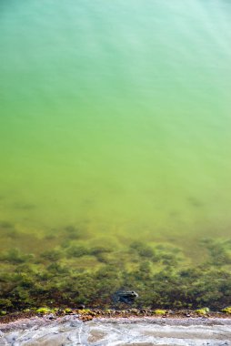 Yeşil suyu ve kurbağası olan bir gölet.