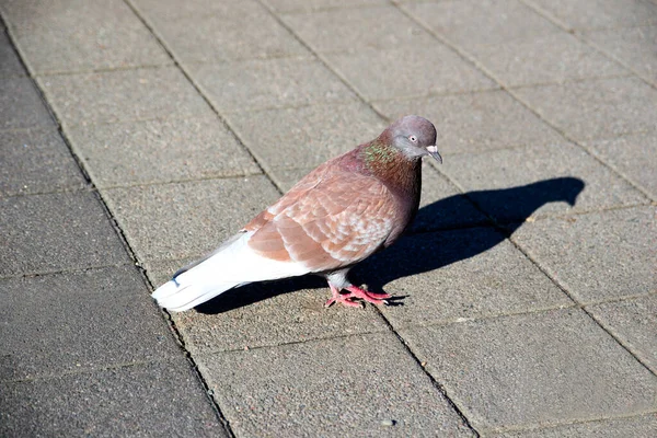 Pigeon Sunny Park — Stock Photo, Image