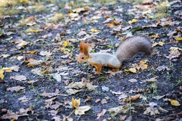 Little Squirrel Nut — Stock Photo, Image