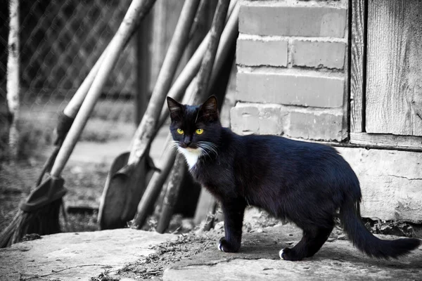 Gattino Nero Con Gli Occhi Gialli Guardando Fotocamera — Foto Stock