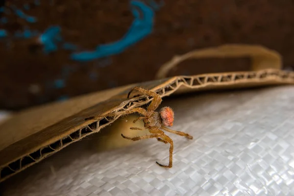 Old Big Red Spider Den — Stock Photo, Image