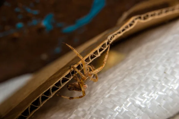 Velha Aranha Vermelha Covil — Fotografia de Stock