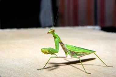 Yeşil peygamber devesi kameraya bakıyor.