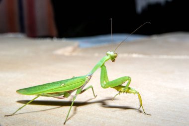 Yeşil peygamber devesi kameraya bakıyor.