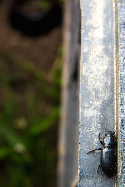 Gran Escarabajo Negro Con Antenas —  Fotos de Stock
