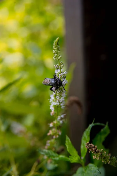 Insetos Jardim Fundo Verde — Fotografia de Stock