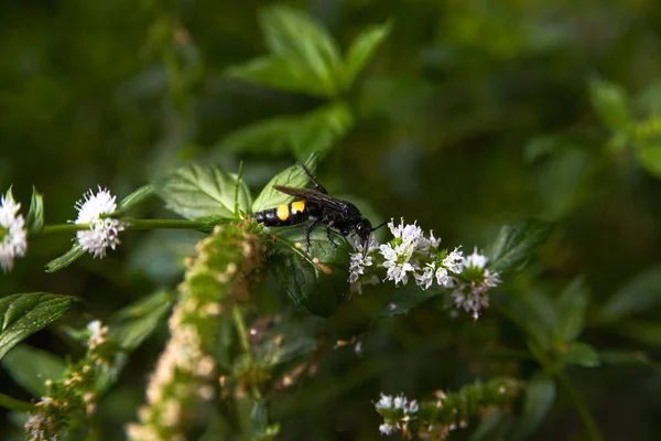 Insekter Trädgården Grön Bakgrund — Stockfoto