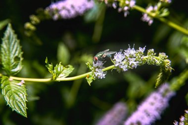 Çiçek açan nane çiçeğinde yeşil meyve sineği