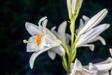 Siyah arka planda beyaz çiçekler ve böcekler.