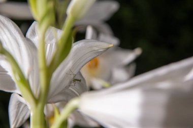 Siyah arka planda beyaz çiçekler ve böcekler.